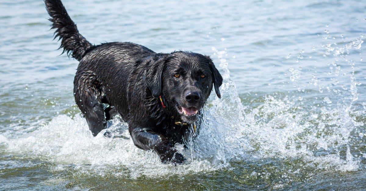 black lab swims
