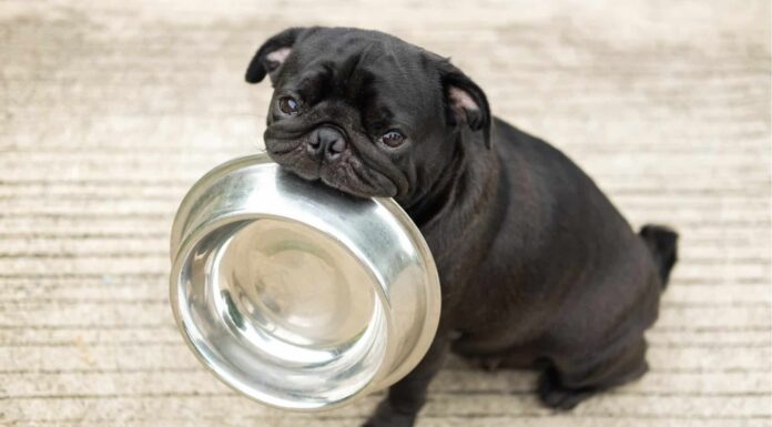  Sì!  Il tuo cane può mangiare i kiwi.  Ecco perché
