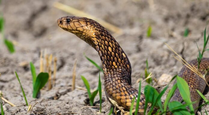 Closeup of egyptian cobra