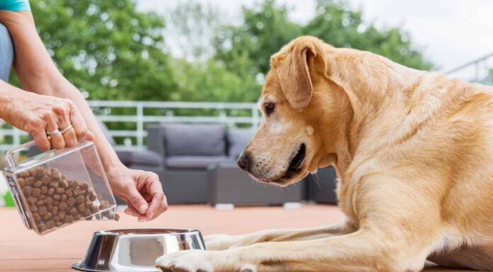  I cani possono mangiare l'olio d'oliva?  Quali sono i rischi?
