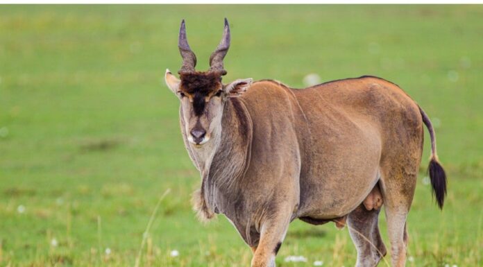 Eland
