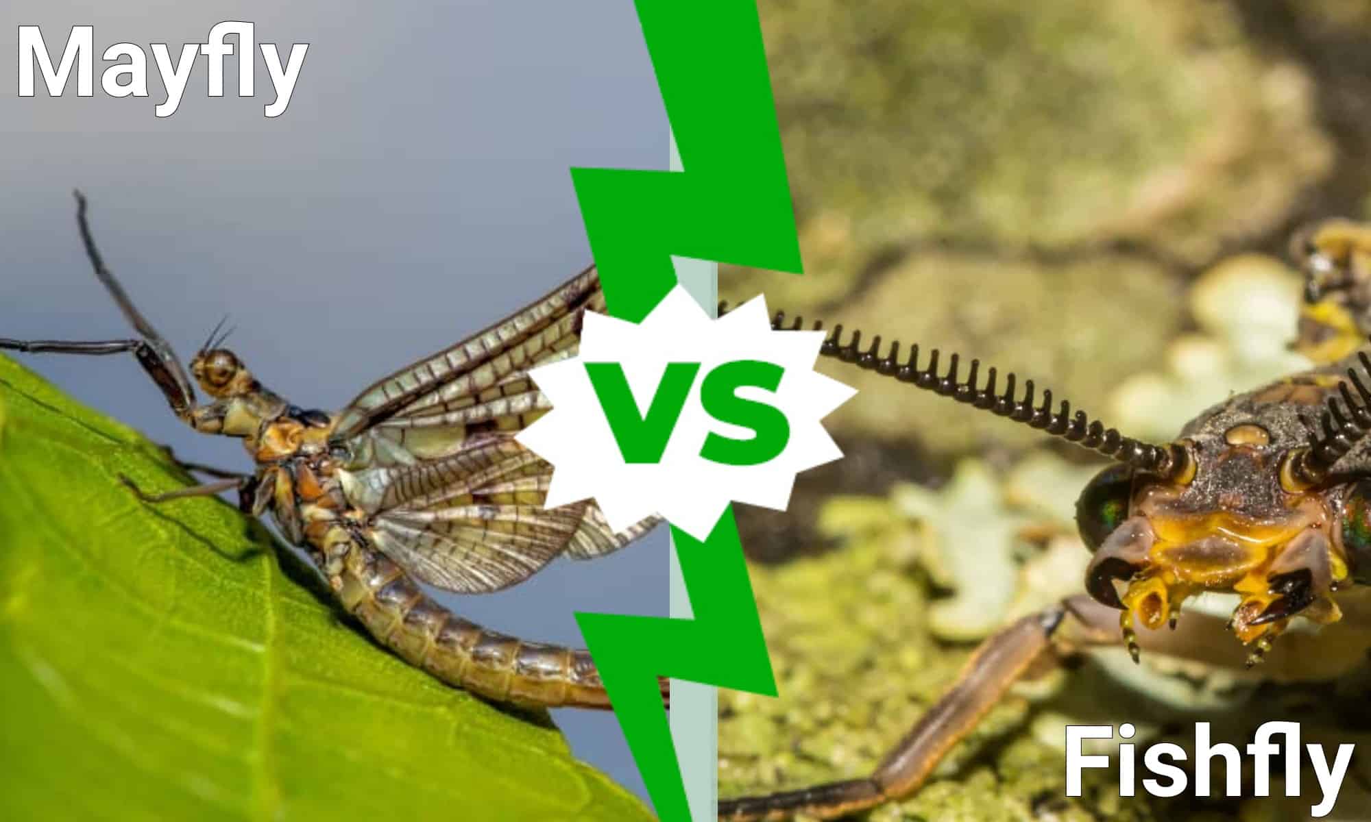 Fishfly vs Mayfly: 5 differenze spiegate