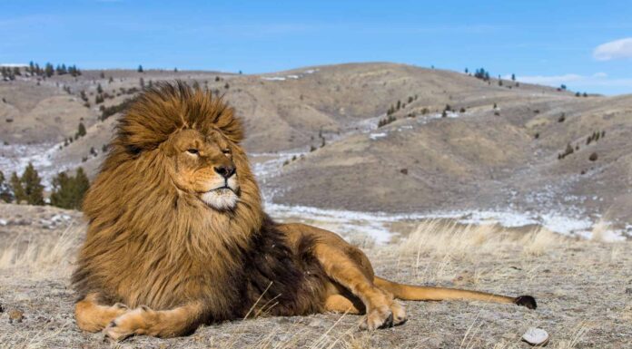 Lion Poop: tutto ciò che avresti sempre voluto sapere
