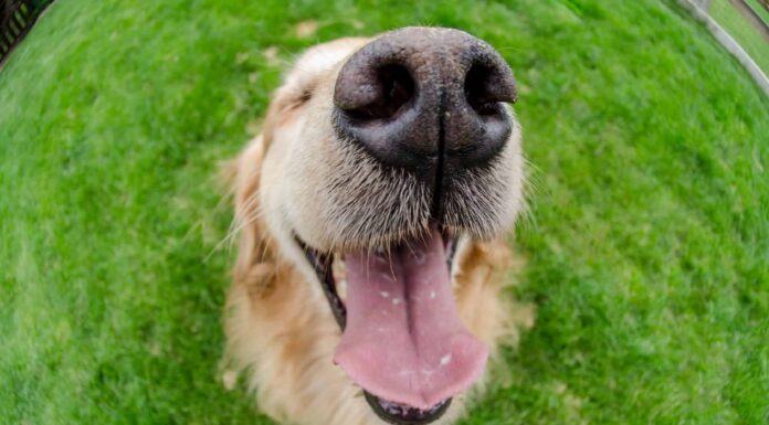  Sì!  I cani possono avere il singhiozzo.  Ecco come.
