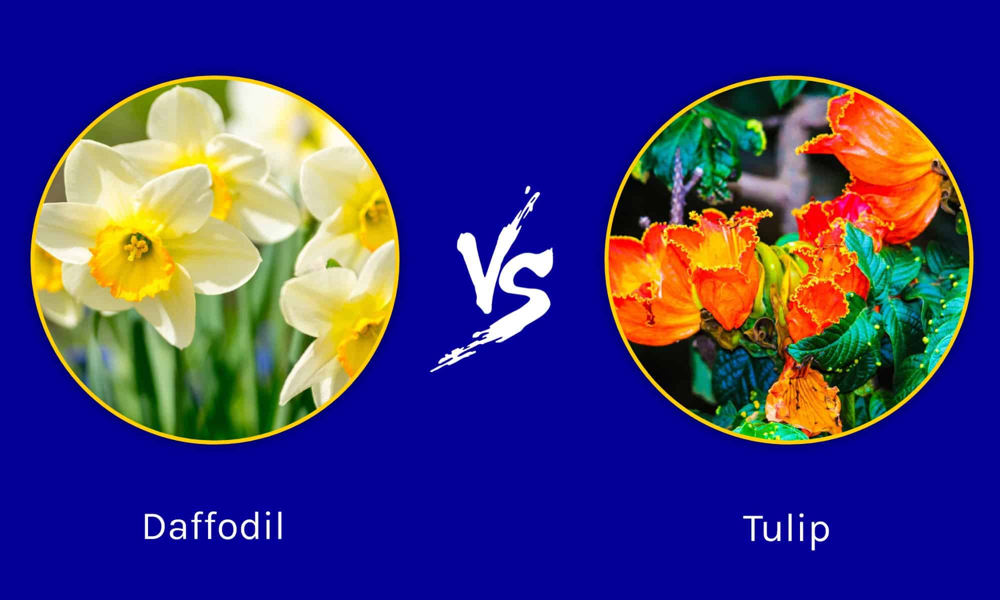 Daffodil vs Tulip: quali sono le loro differenze?