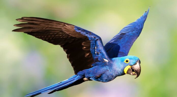 Gli Ara blu sono estinti?
