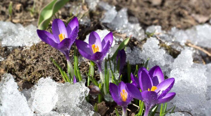 Flowers to Plant in October