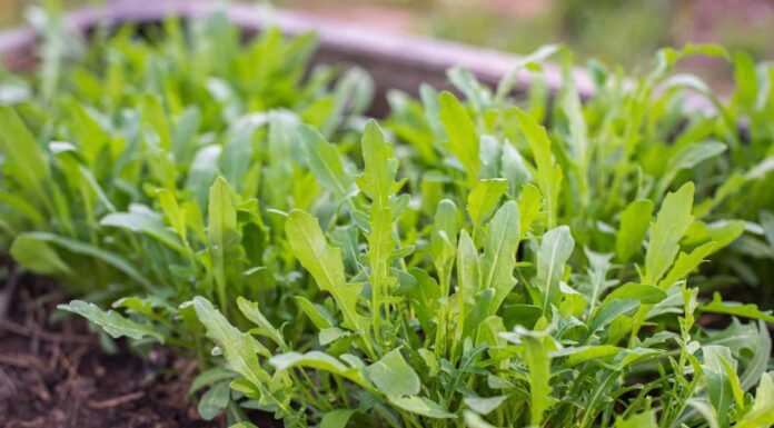Vegetables to Plant in October