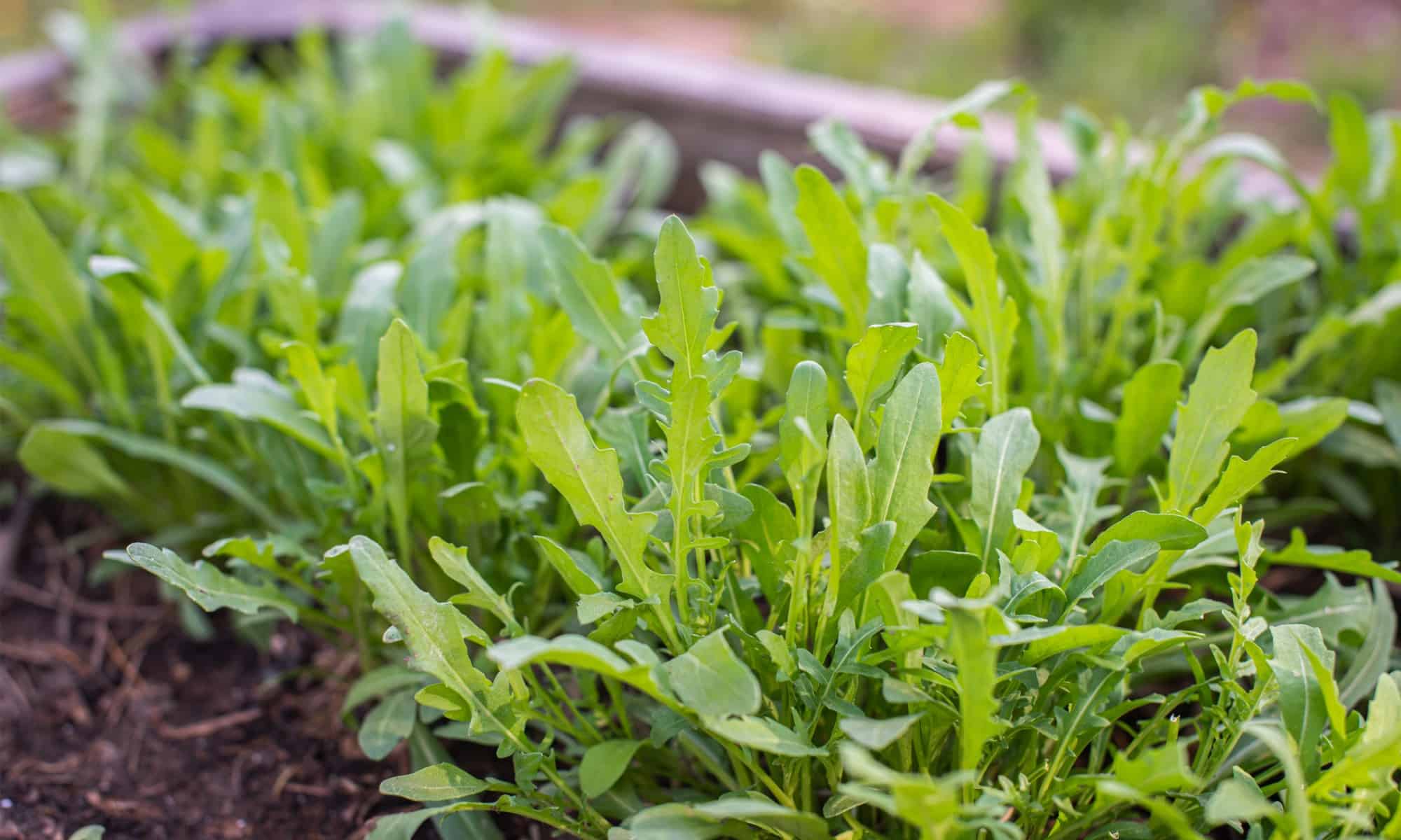 Vegetables to Plant in October