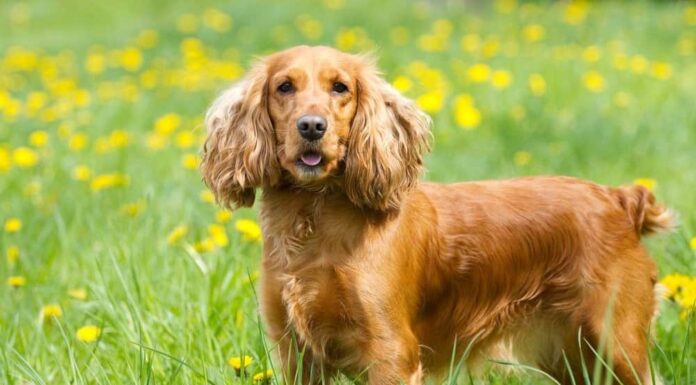 Cocker Spaniel inglese
