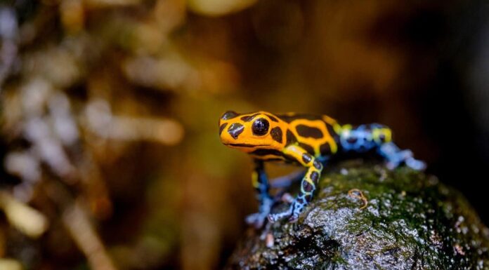 Le 5 rane più letali del mondo
