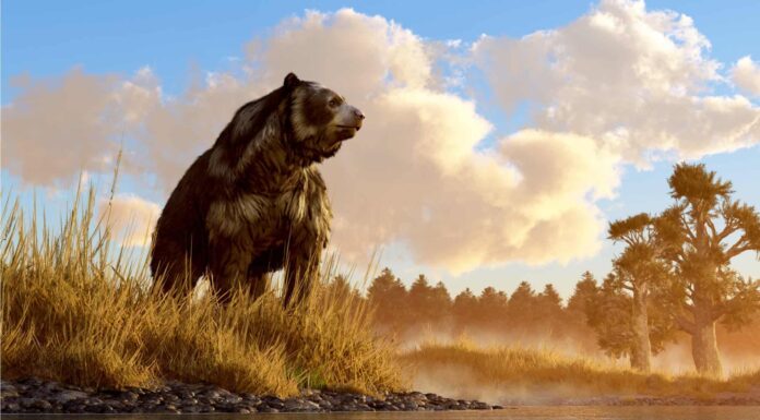 3D illustration of Cave Bear Ursus Spelaeus