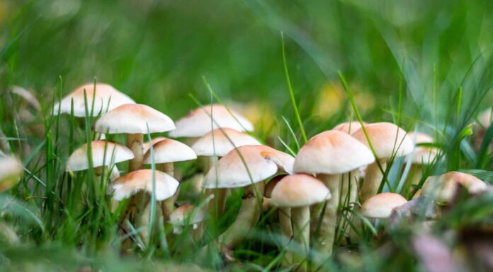 Cosa mangiano i funghi?
