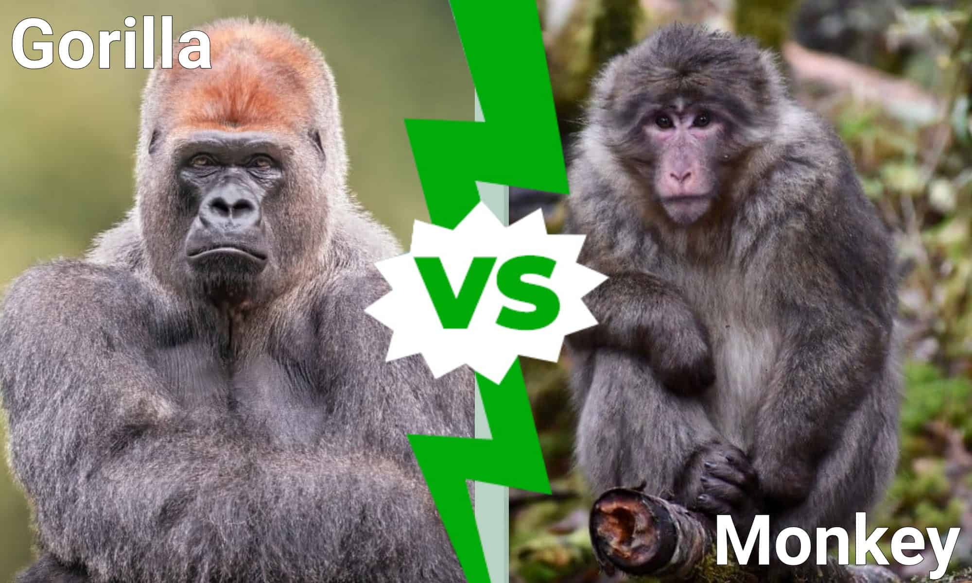 Gorilla vs. Monkey: 7 differenze tra i due