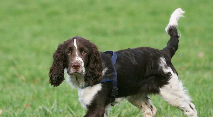Springer Spaniel inglese
