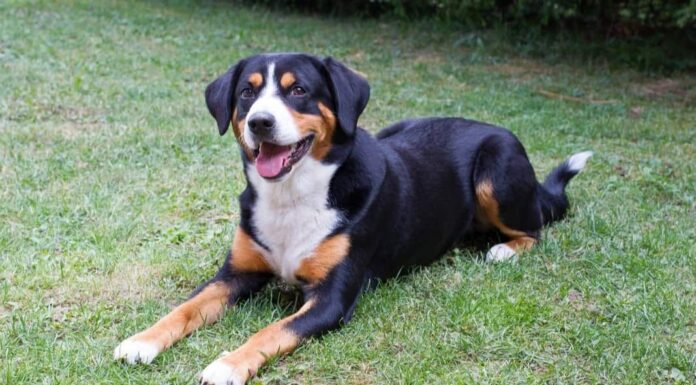 Bovaro di Entlebucher
