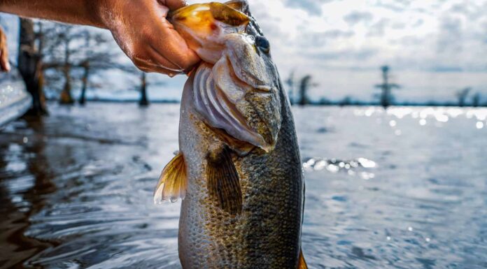 Scopri il più grande persico trota mai catturato in Georgia
