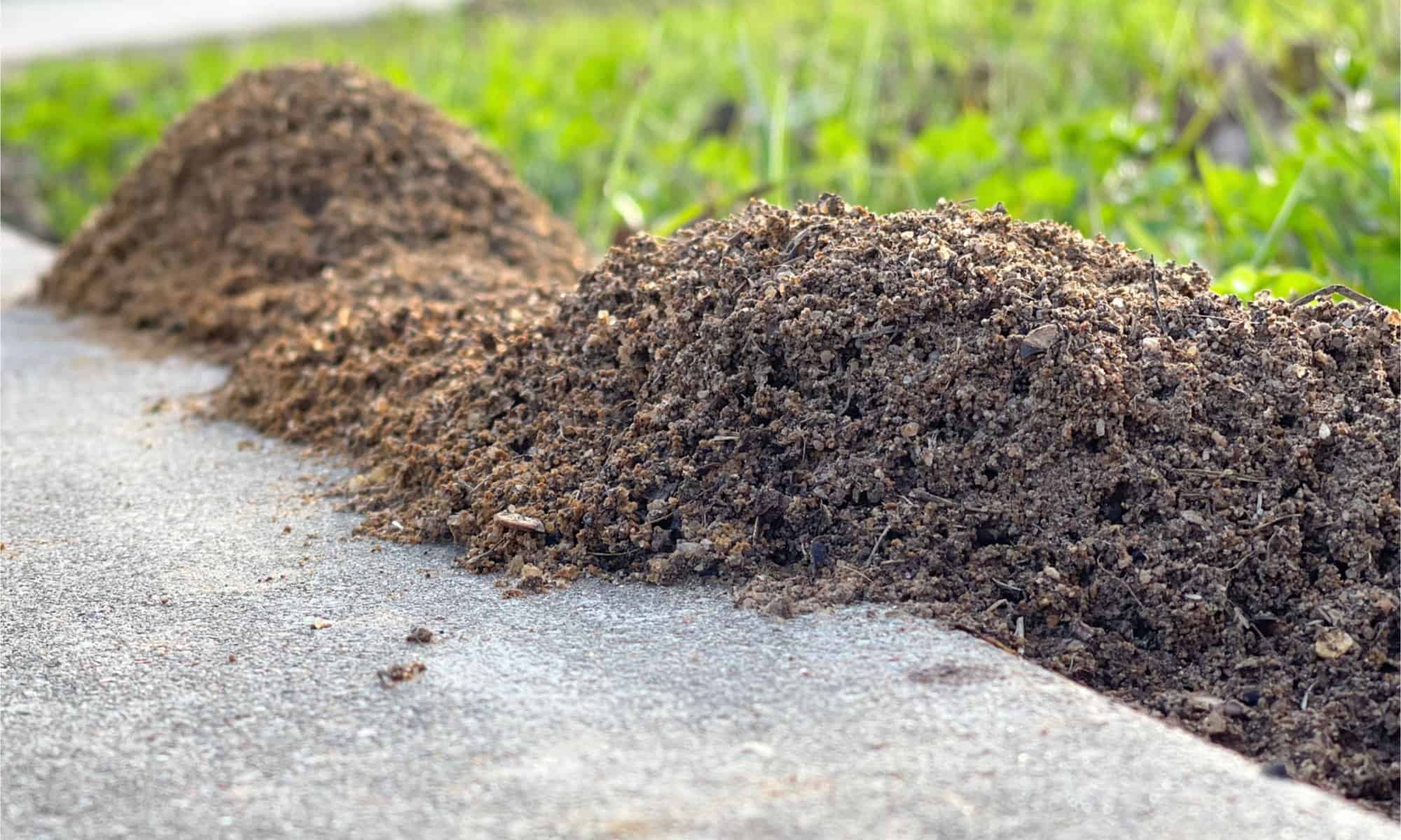 Dove vanno le formiche in inverno?