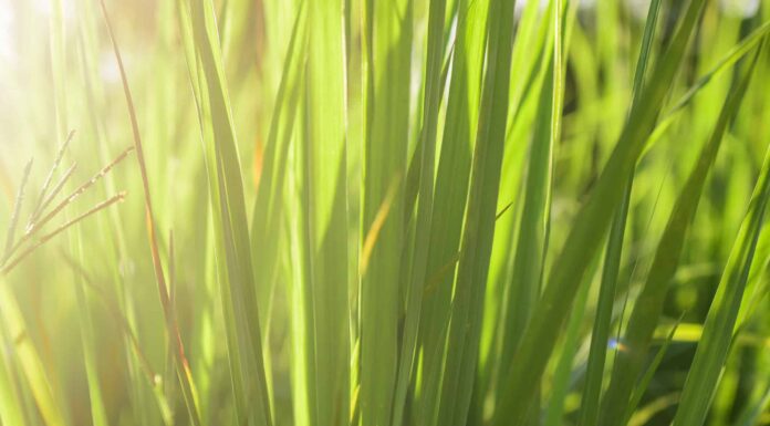 La citronella è perenne o annuale?
