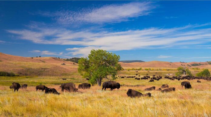 Mount Rushmore National Memorial