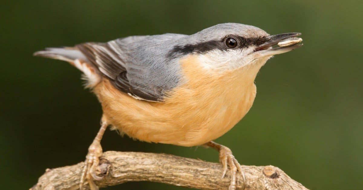 Picchio muratore eurasiatico