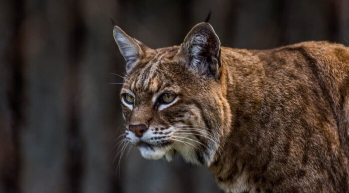 Bobcats in Georgia: tipi e dove vivono
