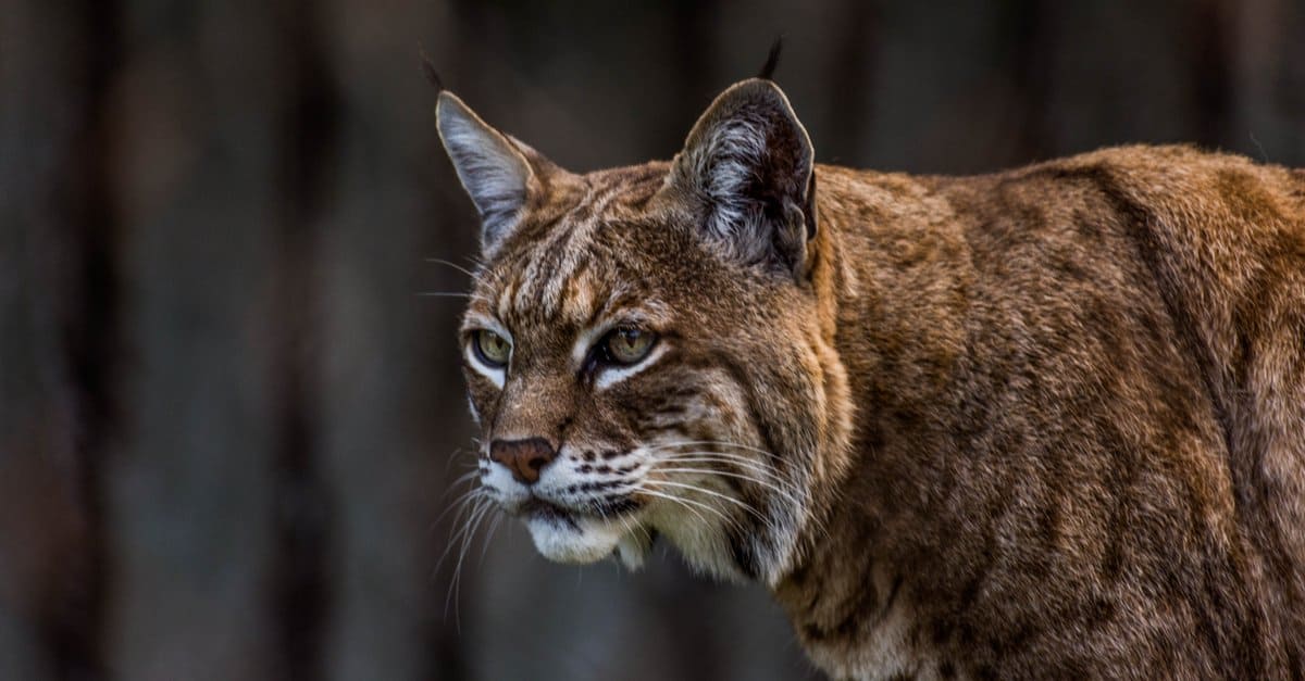 Bobcats in Georgia: tipi e dove vivono