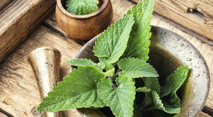 Is Lemon Balm A Perennial Or Annual?