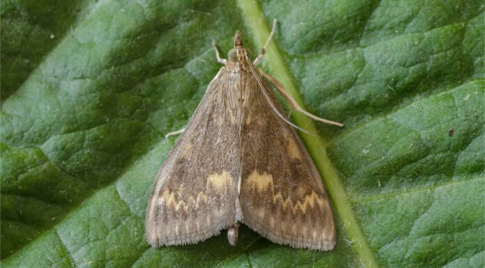 piralide del mais europeo
