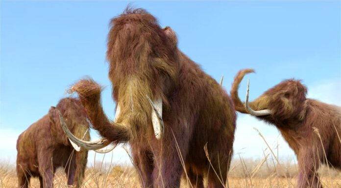 Illustration of a Mastodon on a white background