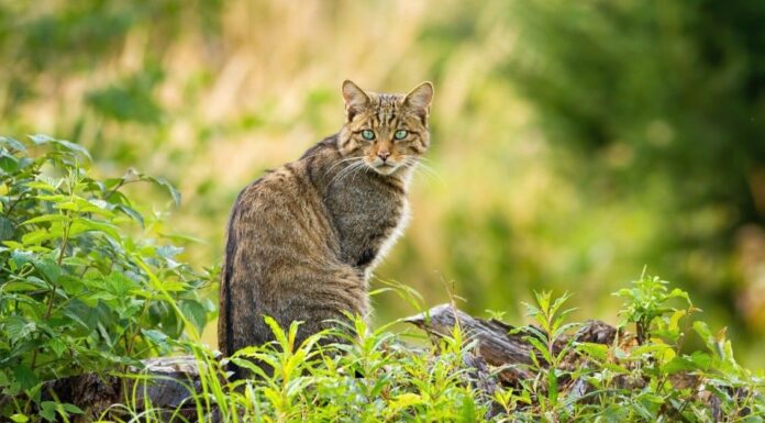 Gatto selvatico europeo
