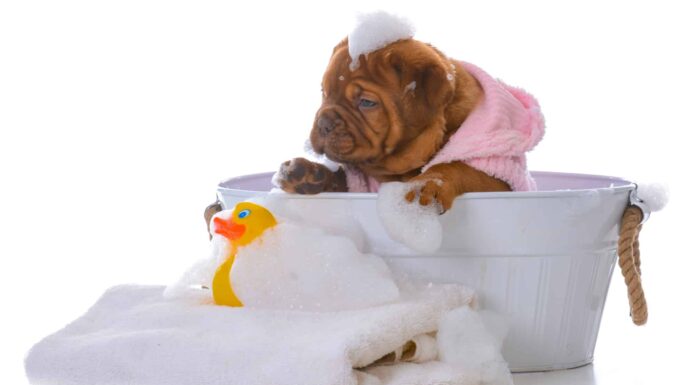  Puoi usare il tuo shampoo umano sui cani?  Cosa dice la scienza?
