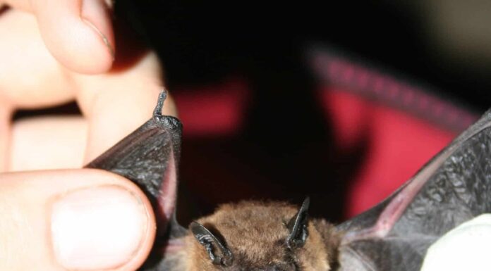 Pipistrello serale
