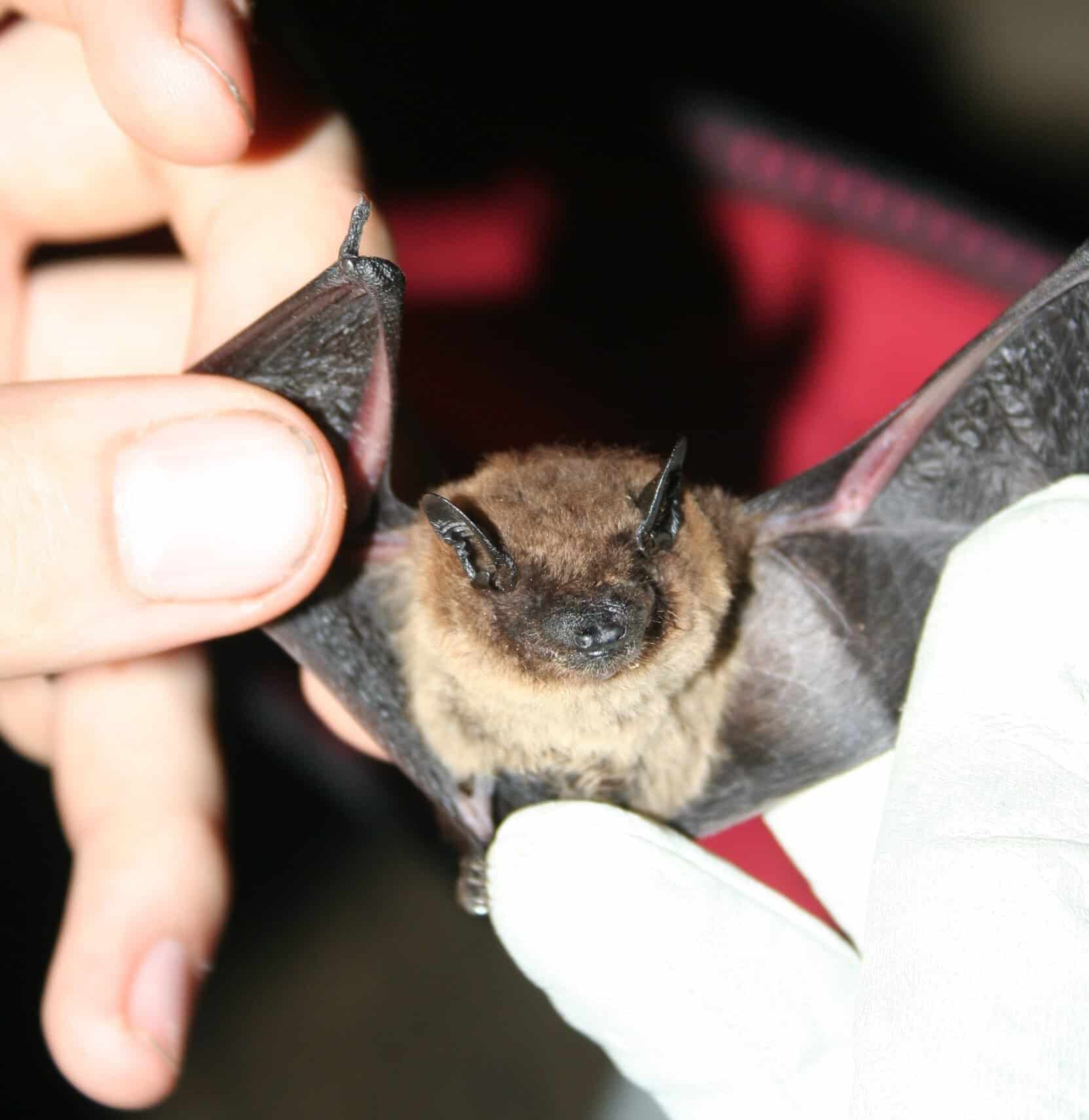 Pipistrello serale