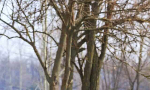 Incubatrice vs gallina da cova: quale lavoro migliore?
