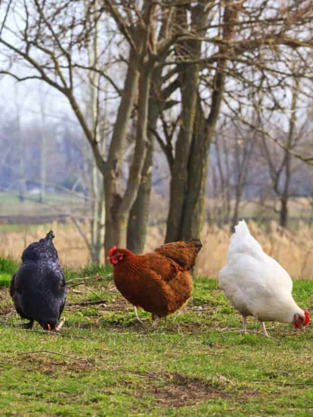 Incubatrice vs gallina da cova: quale lavoro migliore?