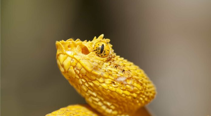 A dangerous eyelash viper, Bothriechis schlegelii, in Costa Rican rainforest. The snake can be bold shades of green and yellow.