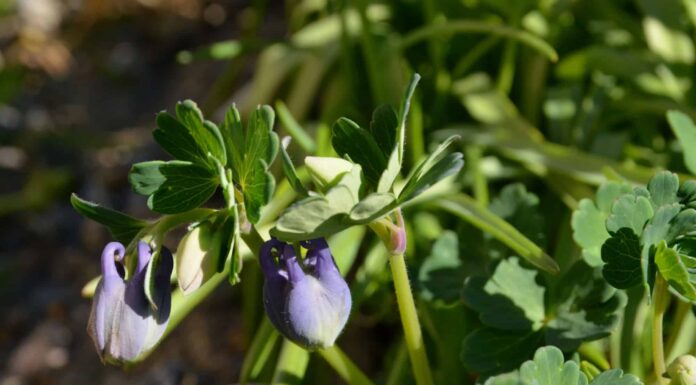 columbine seeds
