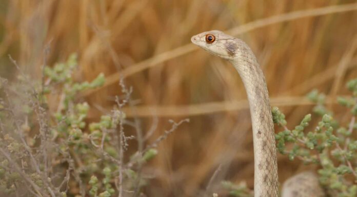 A false cobra standing upright