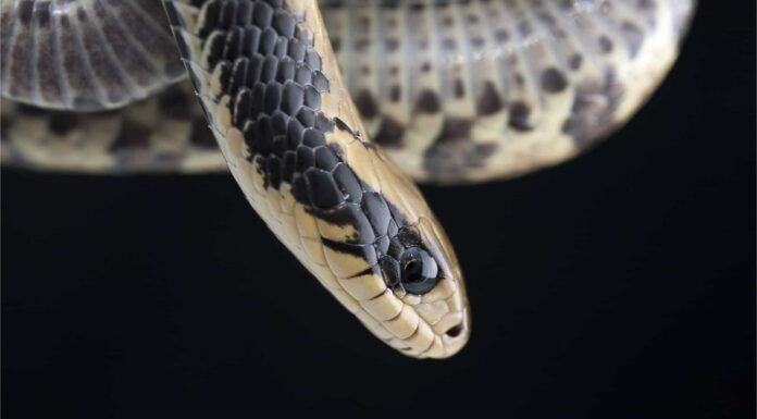 False Water Cobra