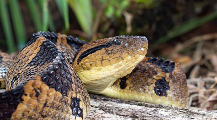 Serpente Fer-de-lance
