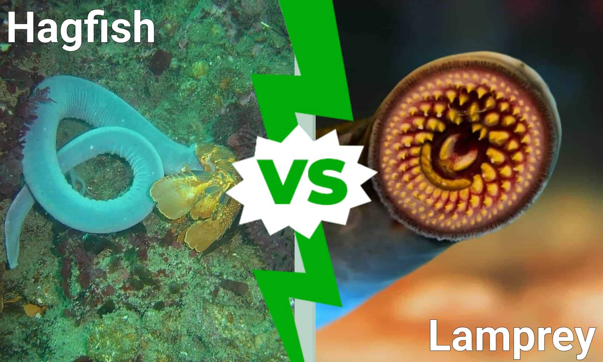 Hagfish vs Lamprey: 5 differenze chiave