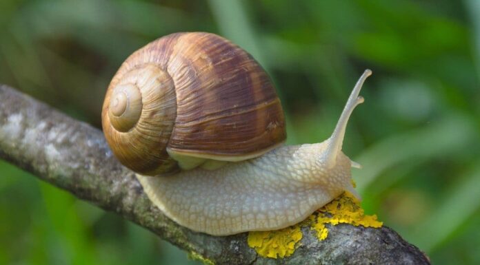 Scopri 10 animali che vanno in letargo più a lungo
