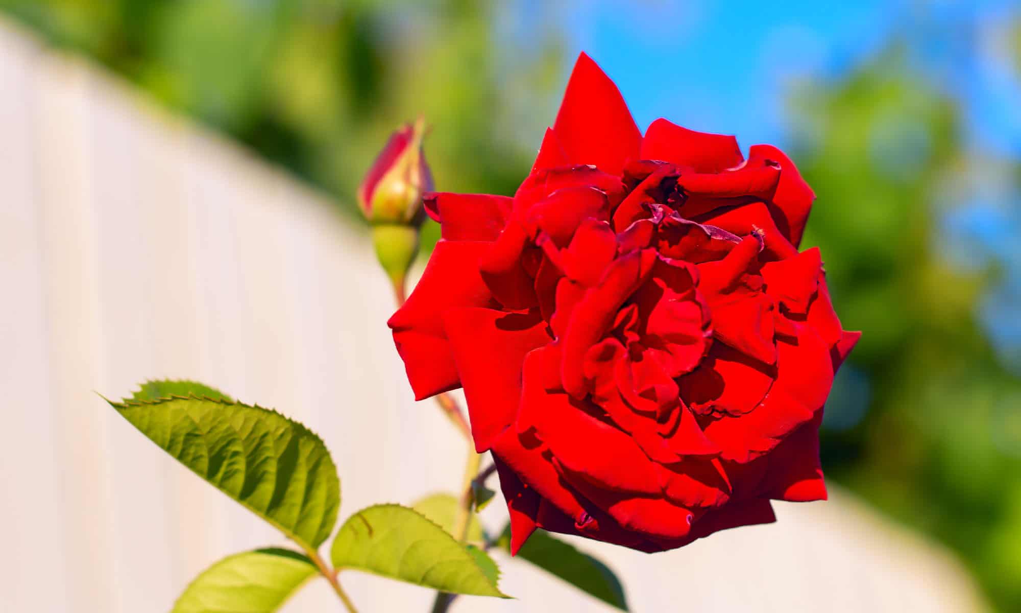 4 fiori perenni rossi