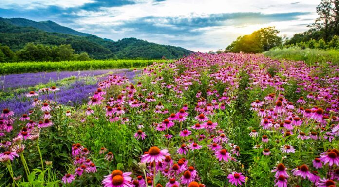 5 fiori perenni in pieno sole
