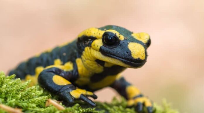Fire salamander
