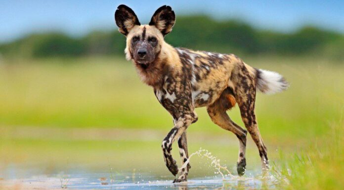 African Wild Dog vs Hyena: 5 differenze chiave
