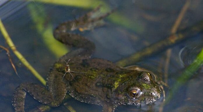 Rospo dal ventre di fuoco
