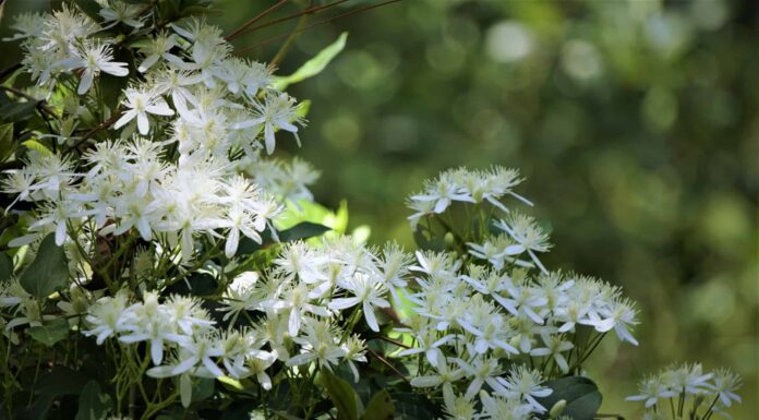 Clematis è una pianta perenne o annuale?

