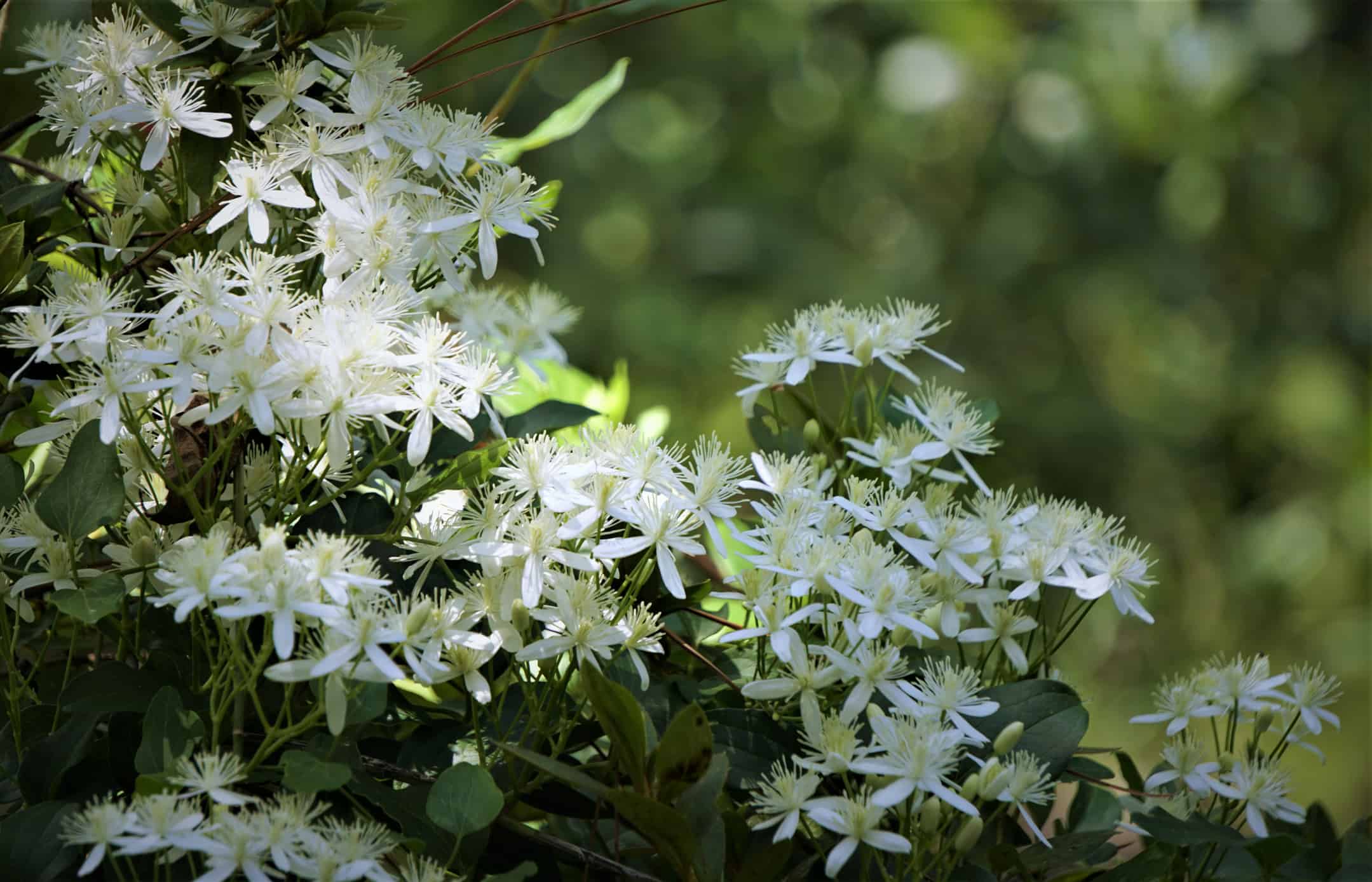Clematis è una pianta perenne o annuale?